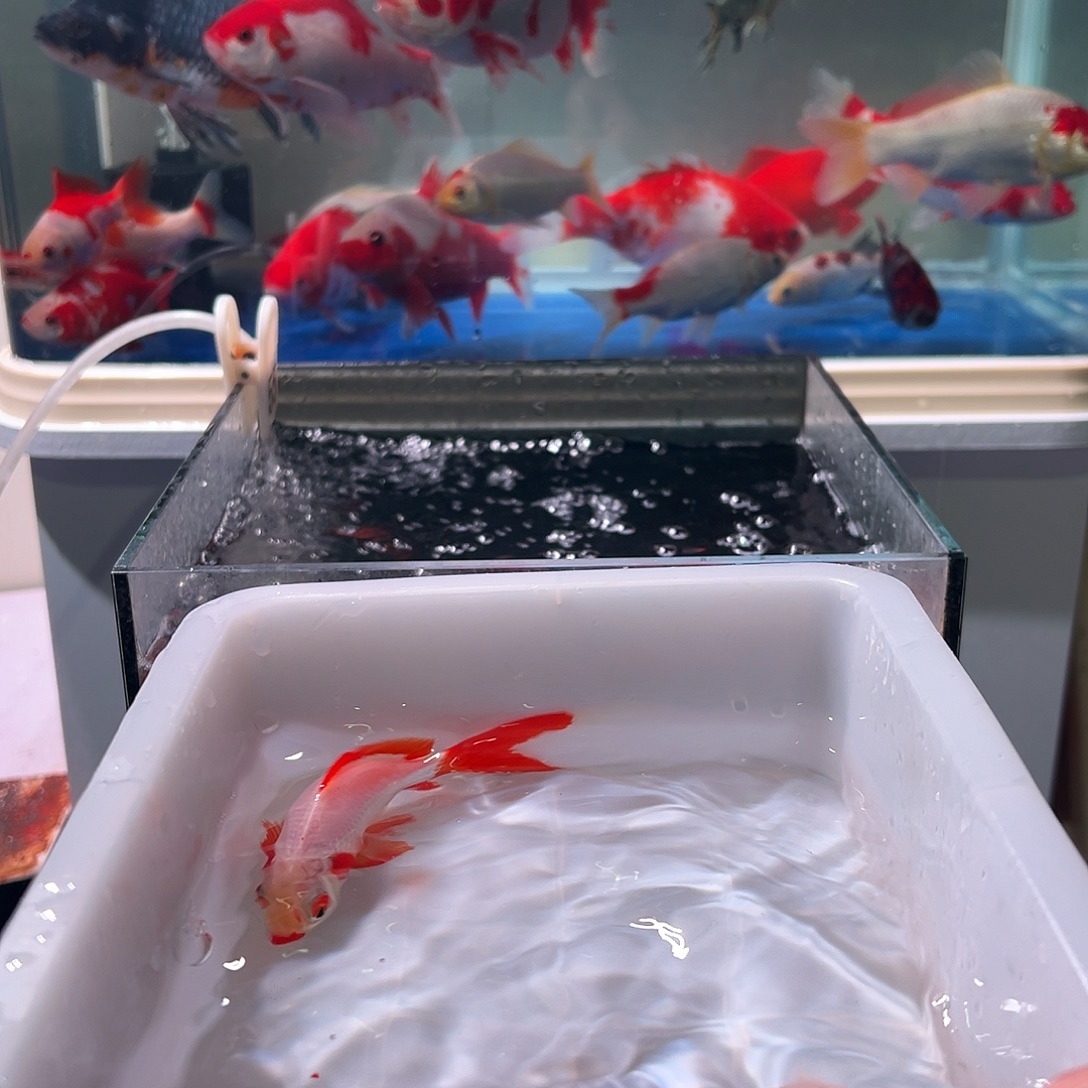 李***子海水观赏鱼福利多多啊