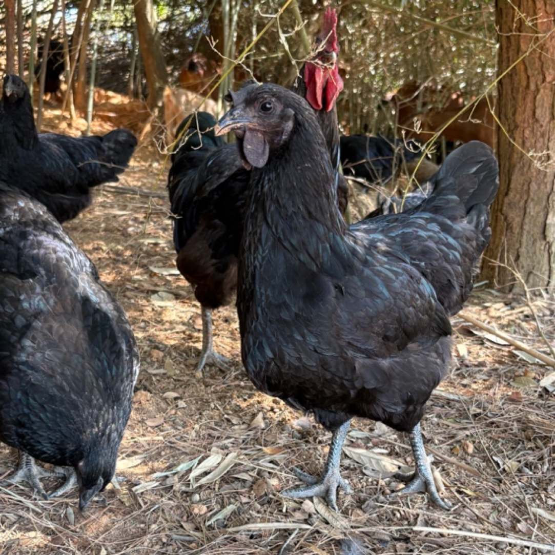 山林散养五黑鸡3斤每只京东顺丰包邮