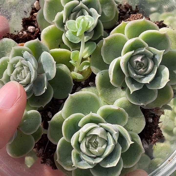 OTO多肉切糕一物一拍0392