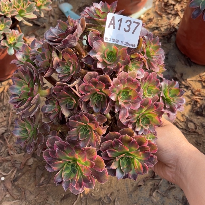 安娜多肉植物137.