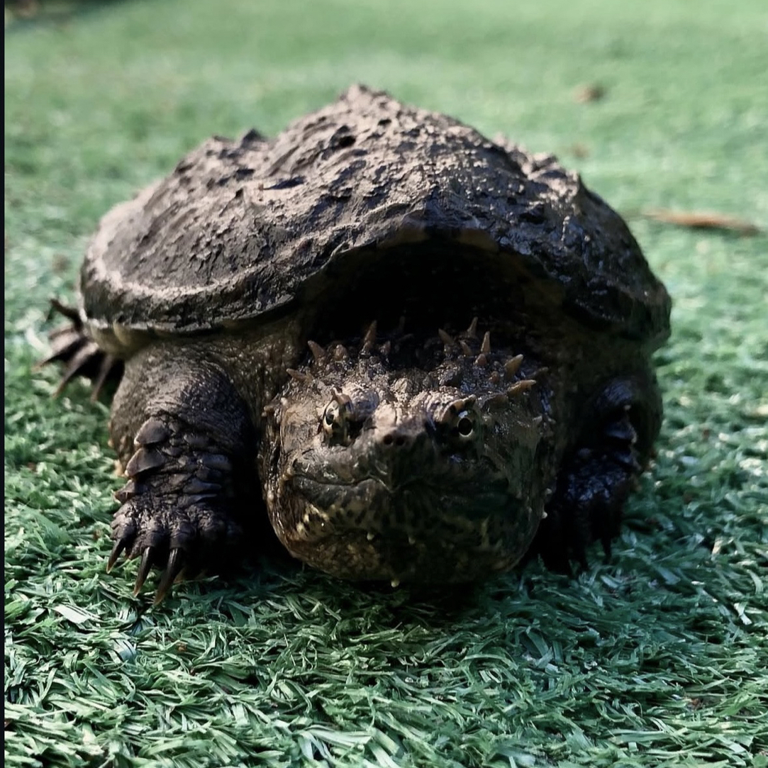 活体观赏小乌龟宠物龟