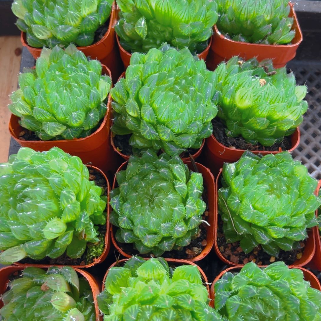 翠云玉露多肉多肉一颗