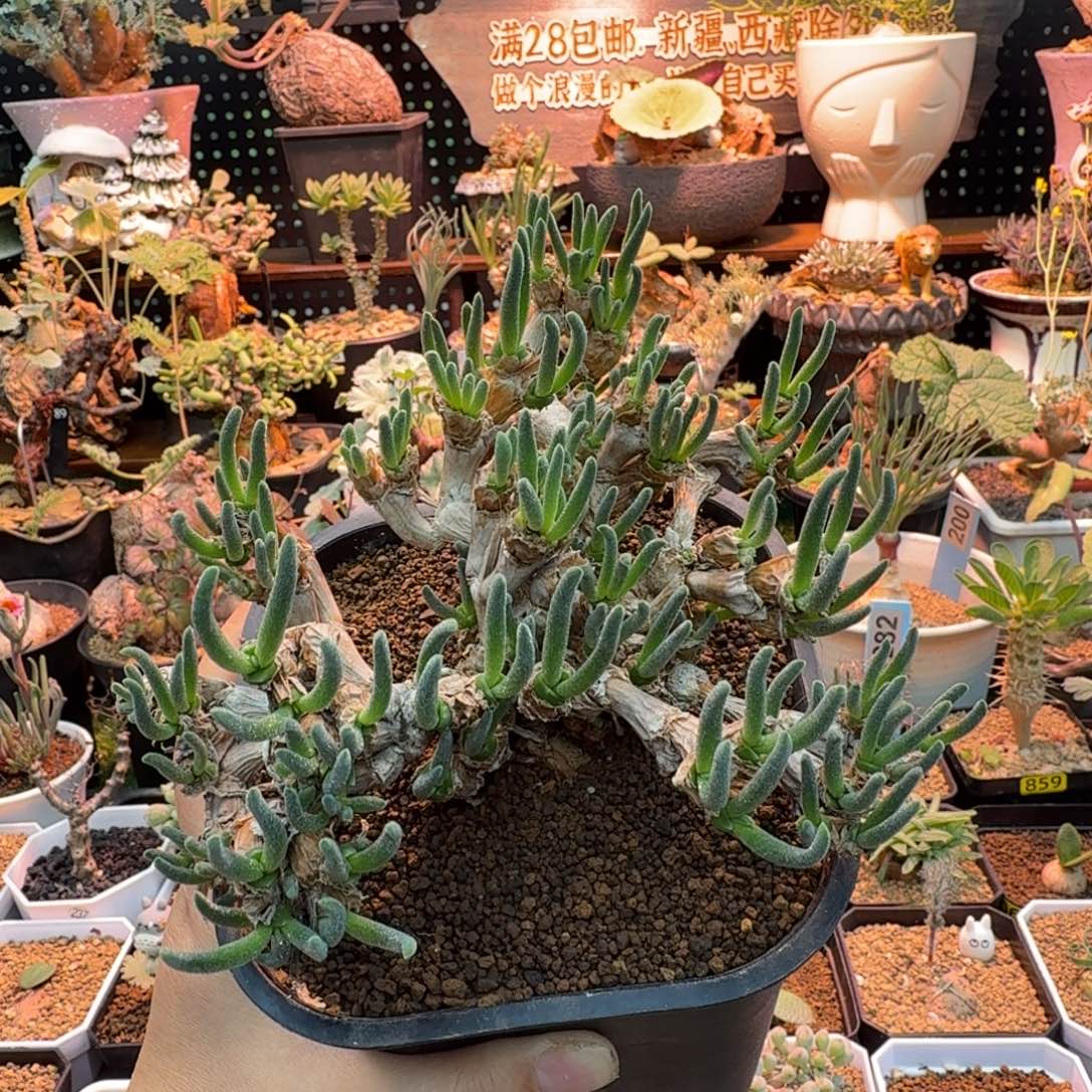 老桩碧光环(带花苞)