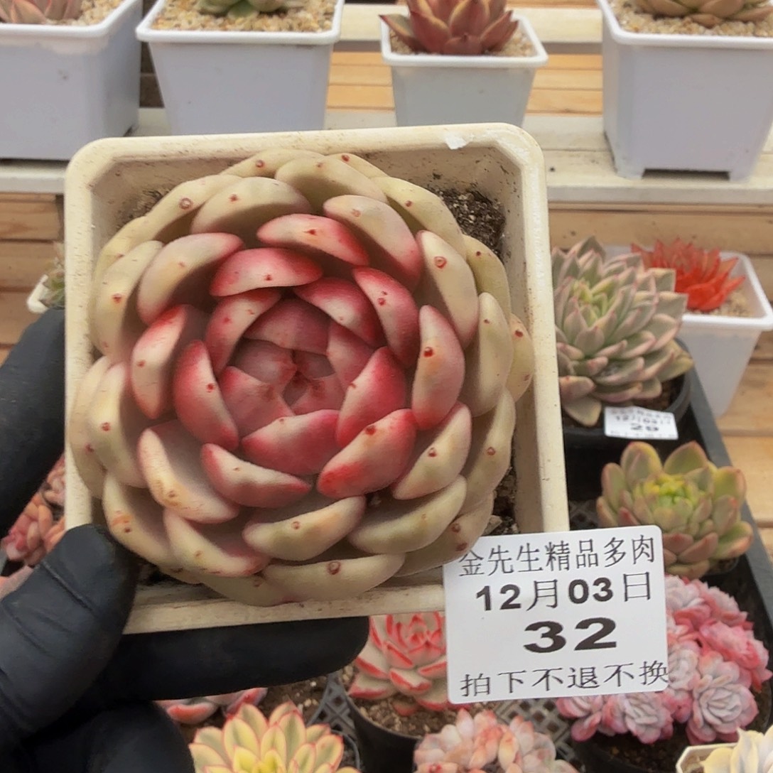 1203-32黑玫瑰锦单头