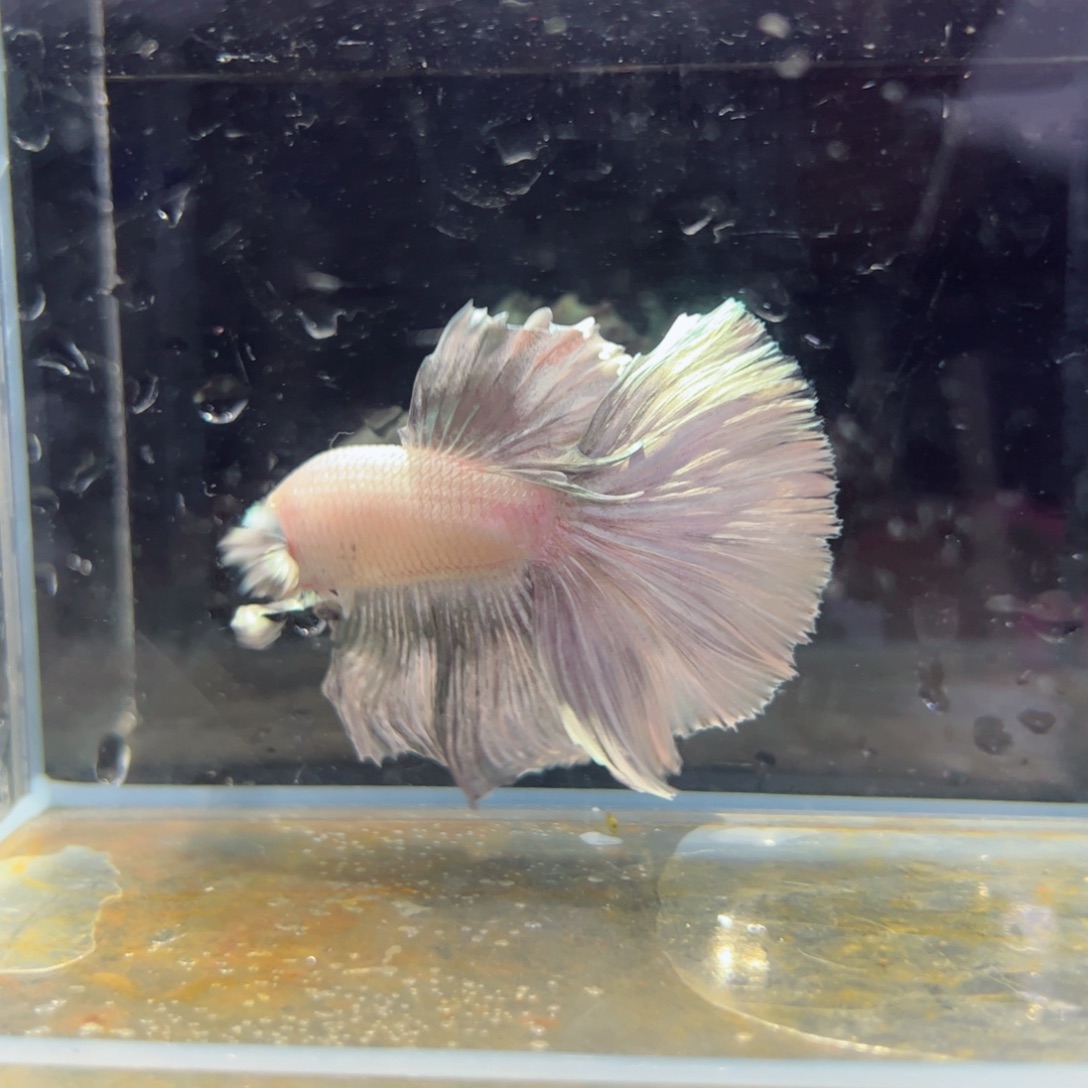 斗鱼浅色特殊尾hhhh