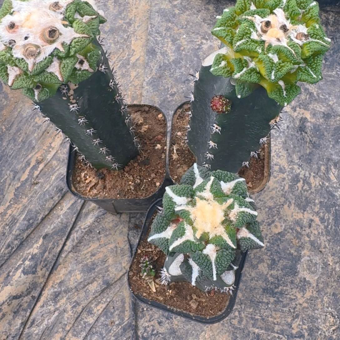 ?****?仙人球开花一个