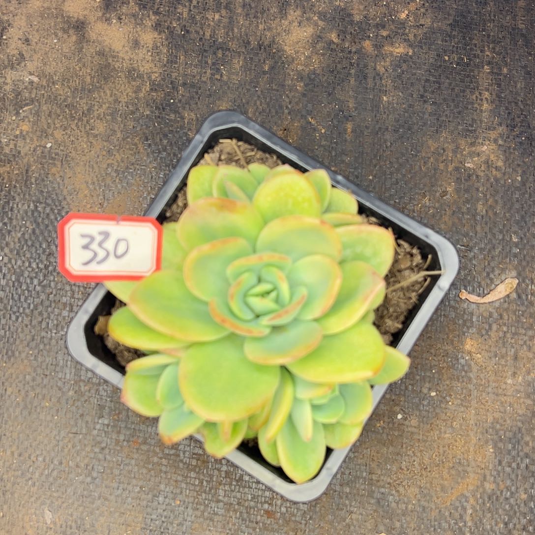 330号柠檬茶，一物一拍