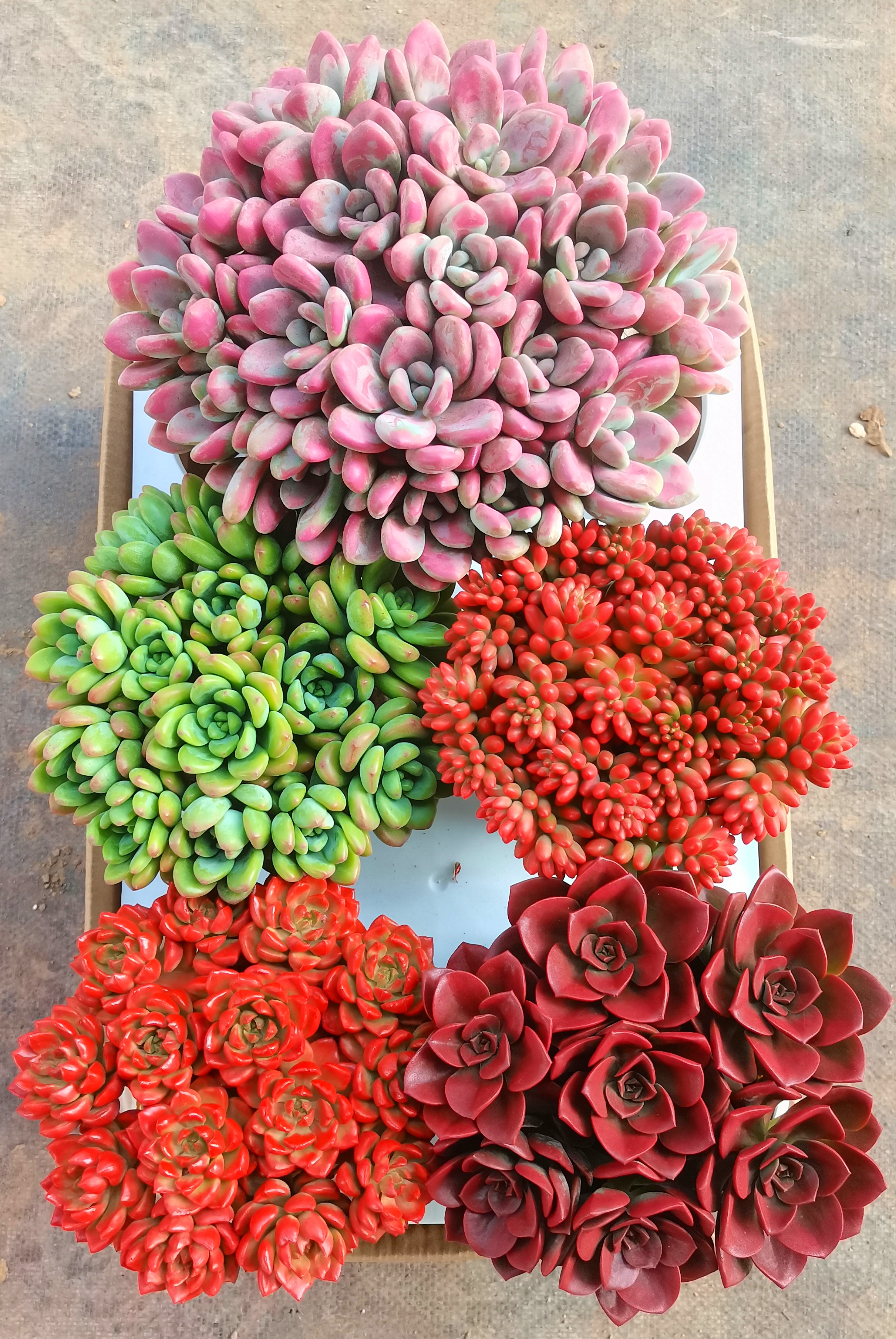 MS5大盆 带盆带土 好养活