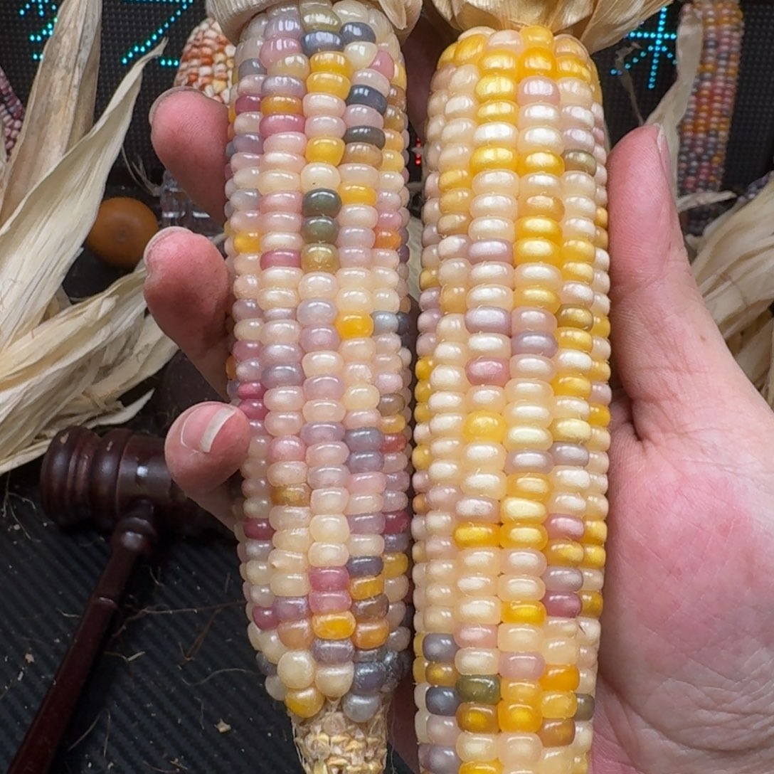 柏香籽/百香籽吊坠家****包