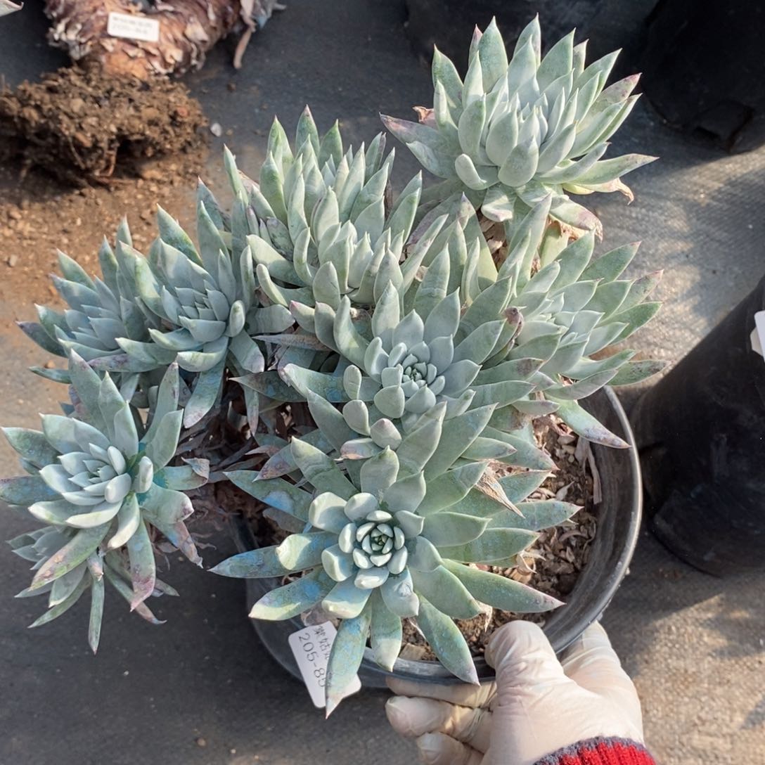 85号苹果叶大群瑕疵瑕疵