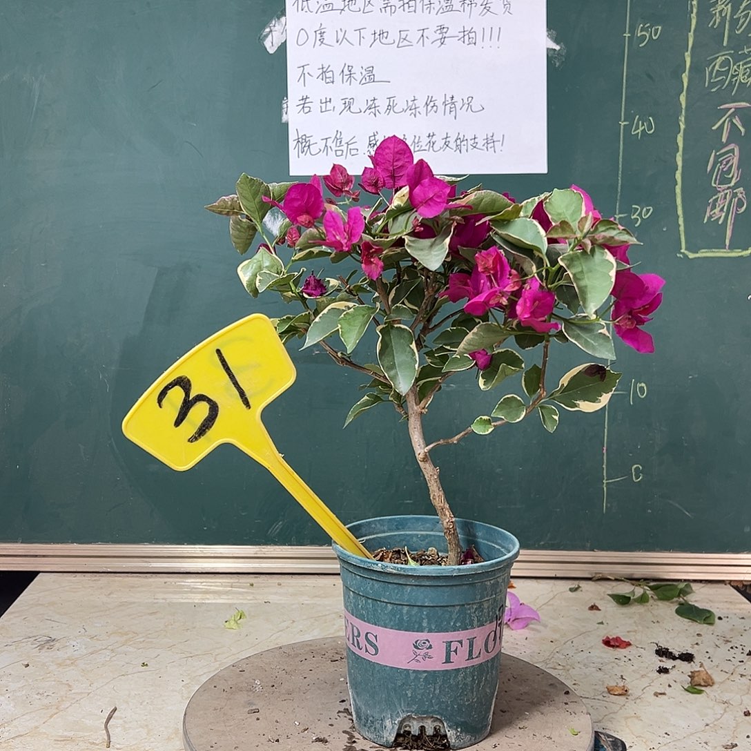 完全开放蓝月亮 31