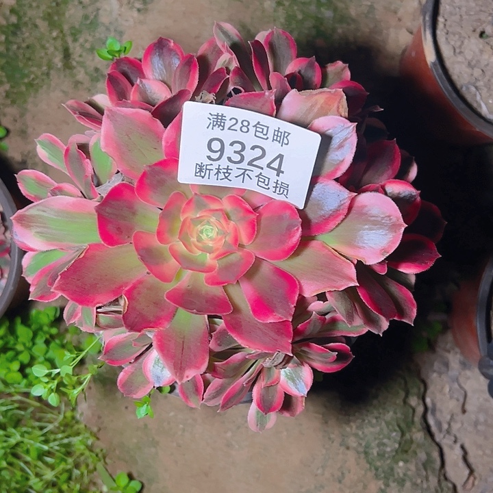 9324红女郎多肉植物