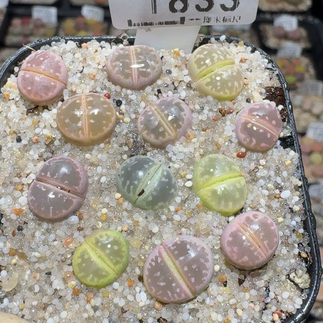 Zzz捡漏福利走起1833