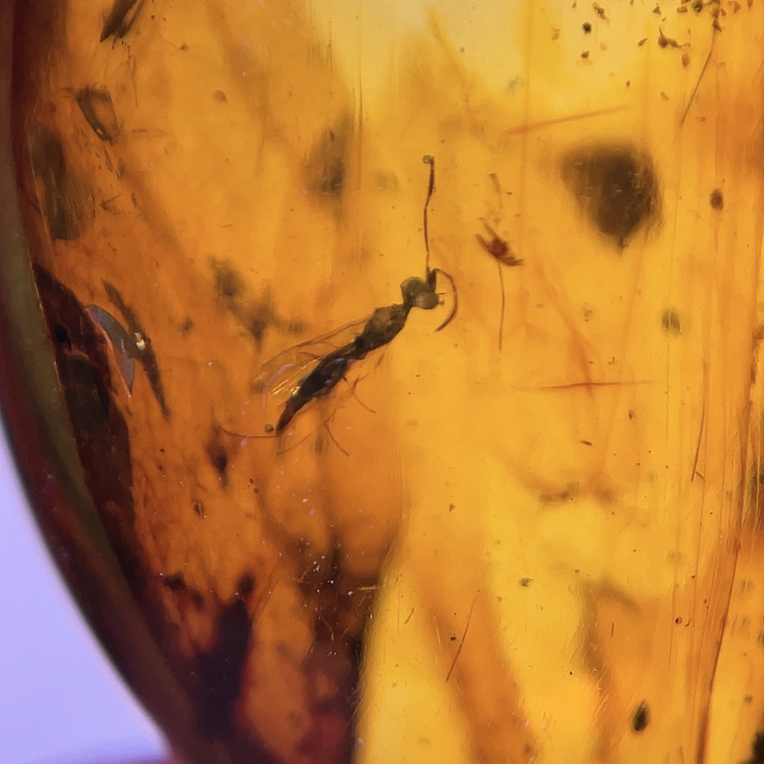 琥珀裸石未镶嵌，