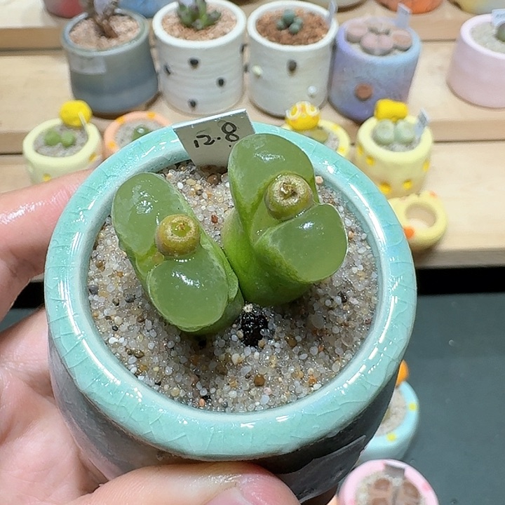 红陶蘑菇366风铃