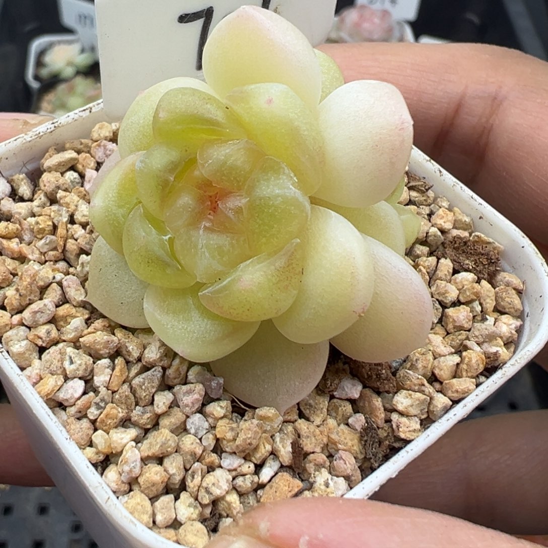 707号财富密码现金