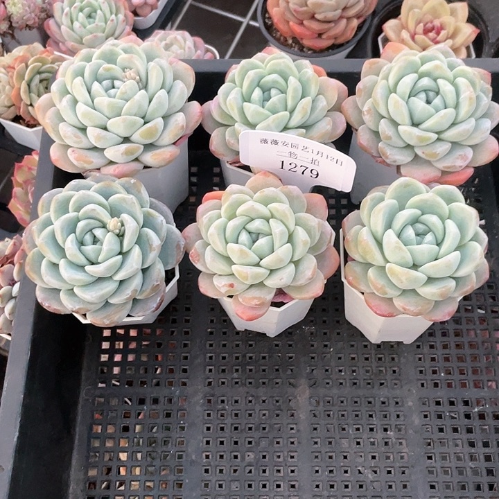 薇薇安园艺多肉1279