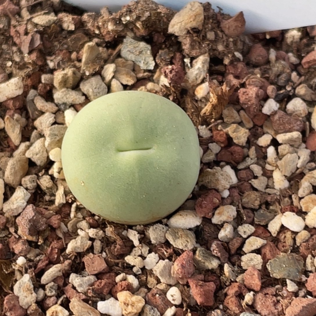 6-46嘴多肉植物肉锥