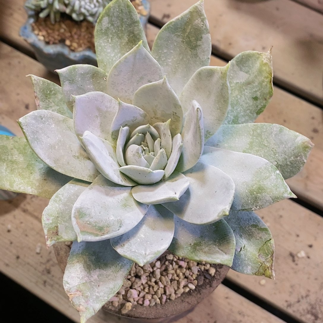 【闪购商品】哈哈哈哈安东尼雪山多肉