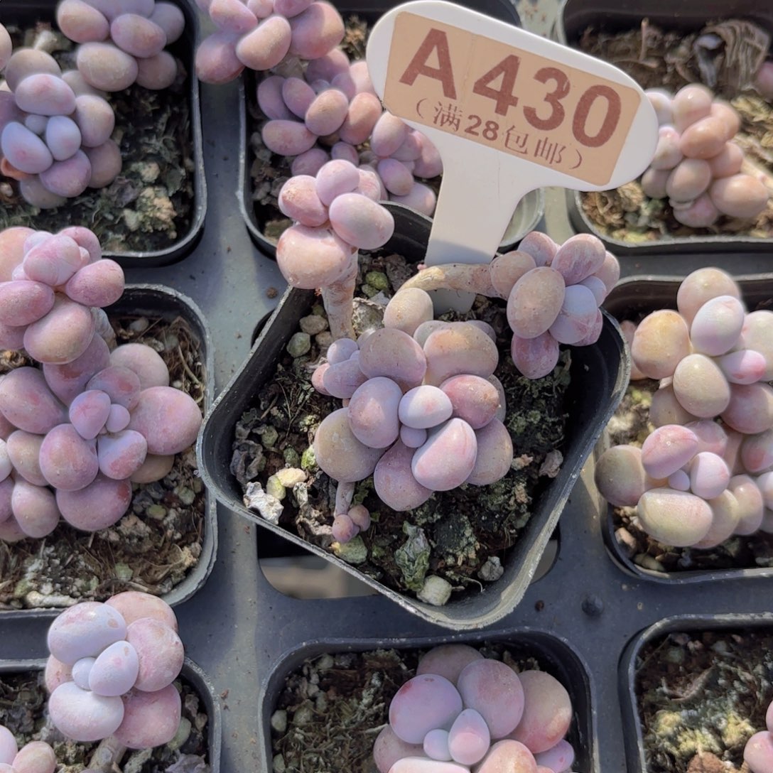 A430腰子蛋一物一拍