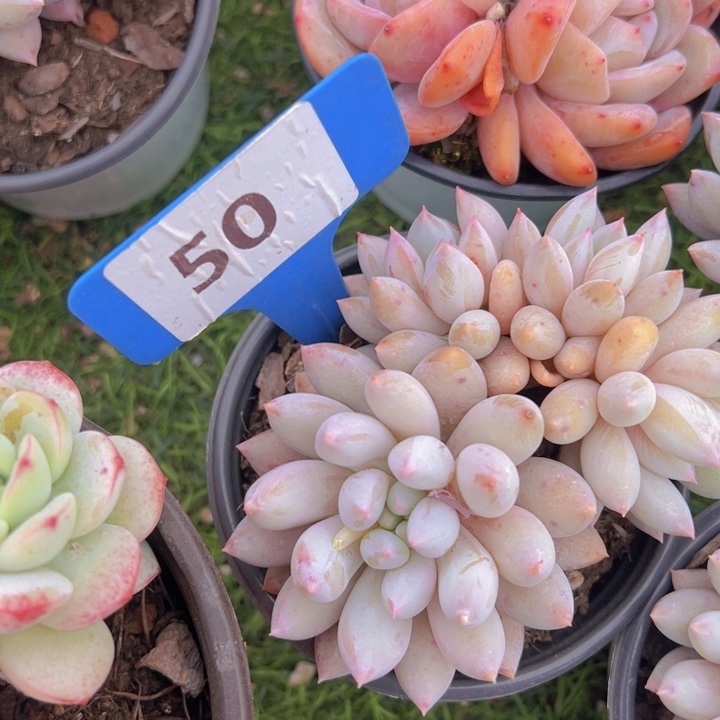 幸****健健康康平平安安