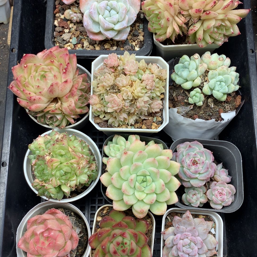 1130-96 套餐一组