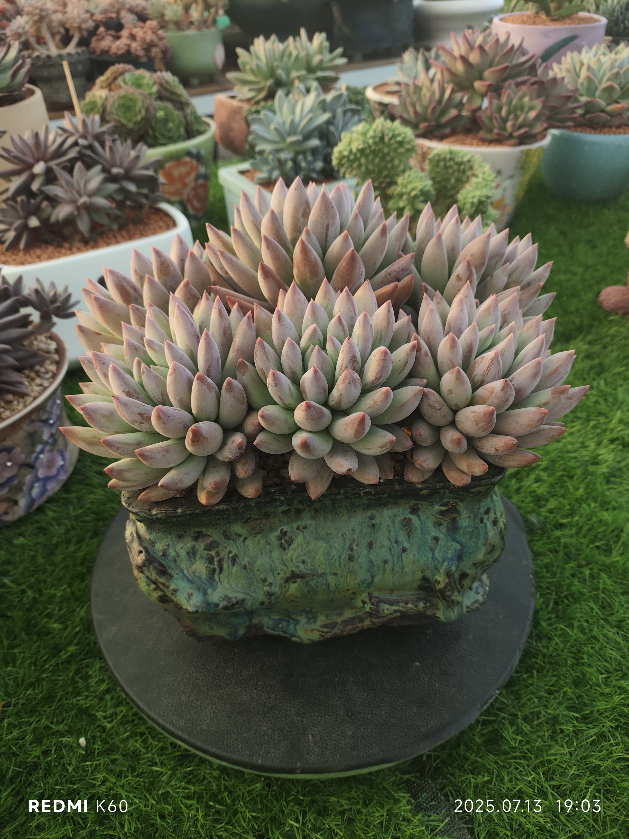 云墨多肉园艺所罗门六头老桩精美多肉