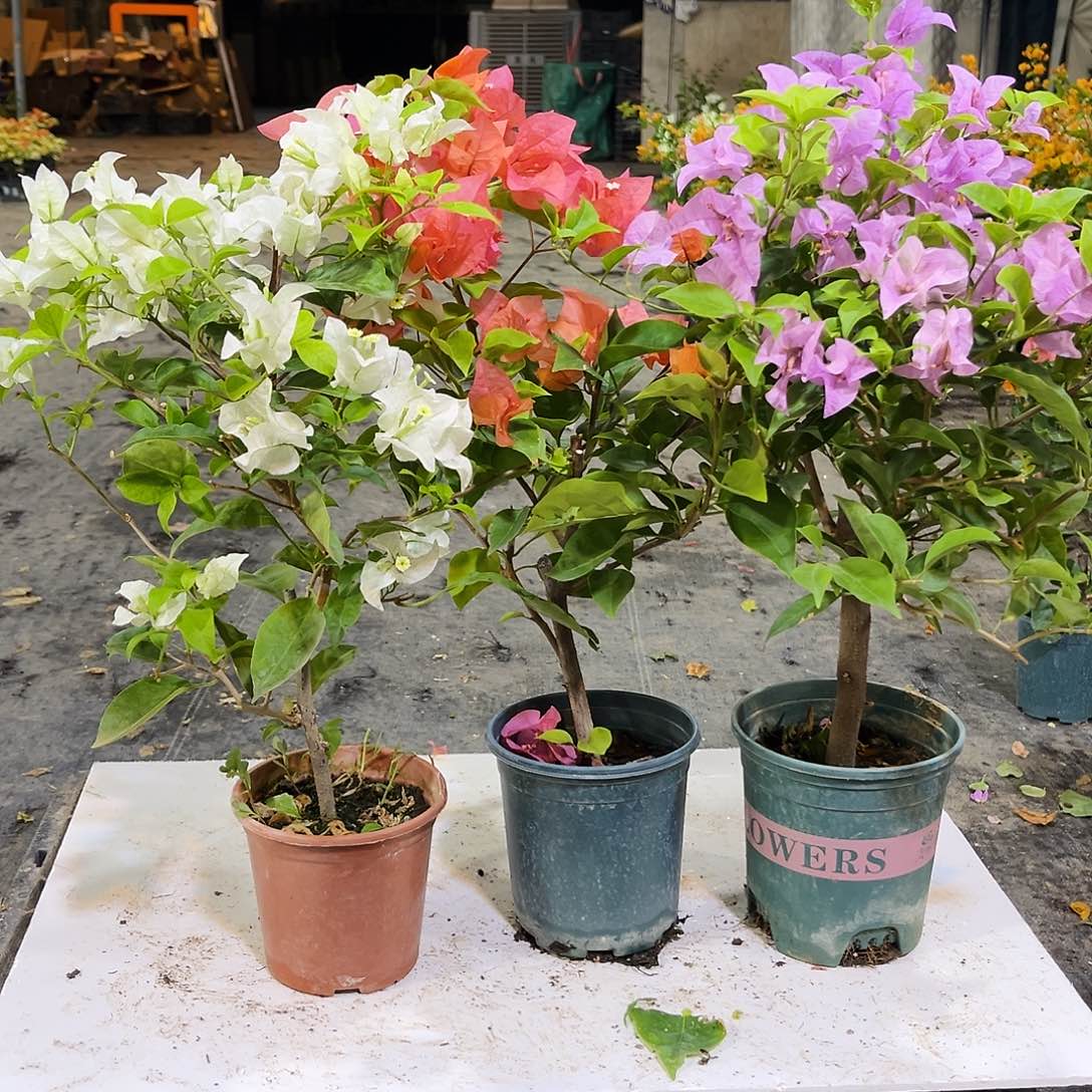 大部分花苞少量开放巴西紫，白雪，波妹