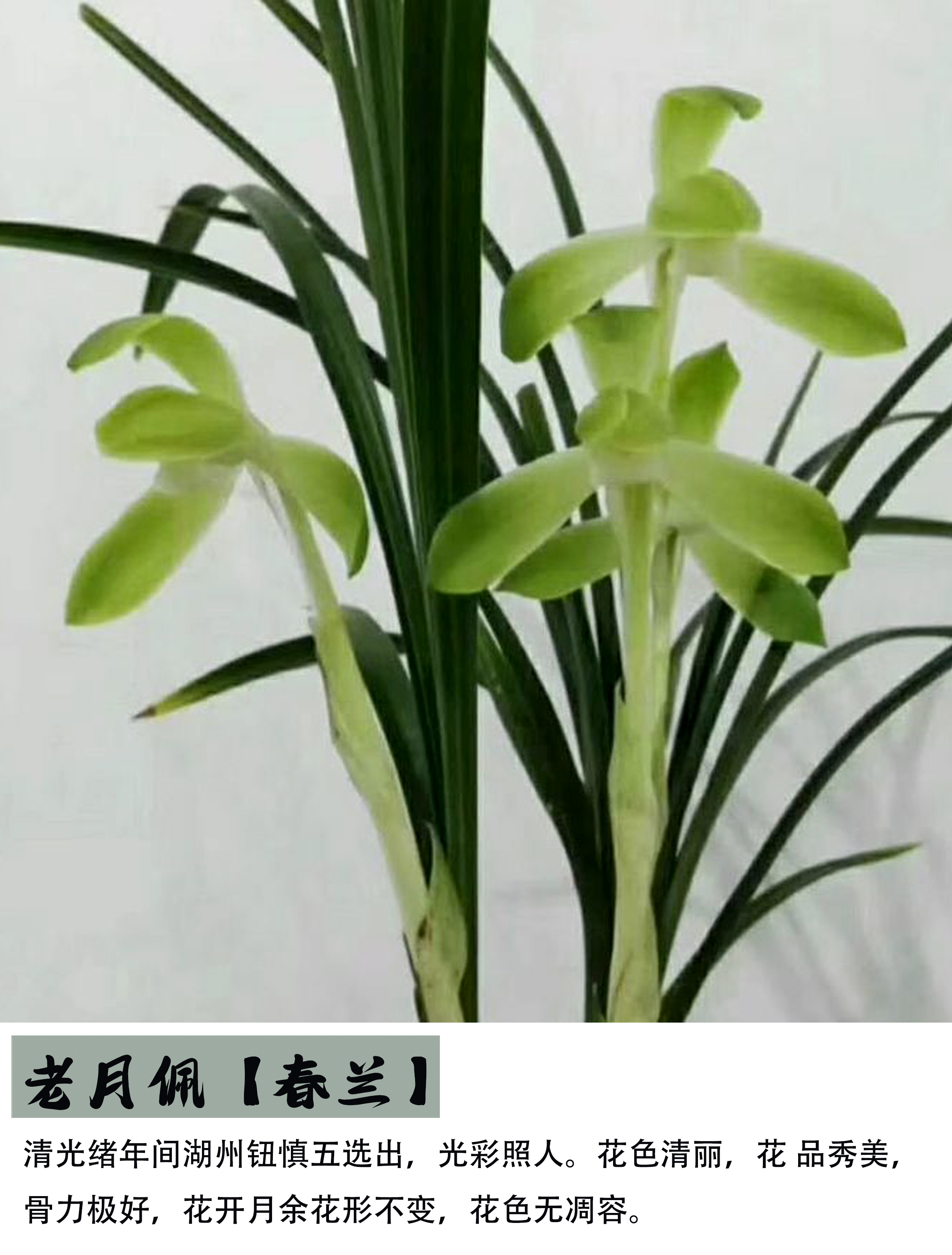 【带花苞】春兰素心代表“老月佩”兰花盆景