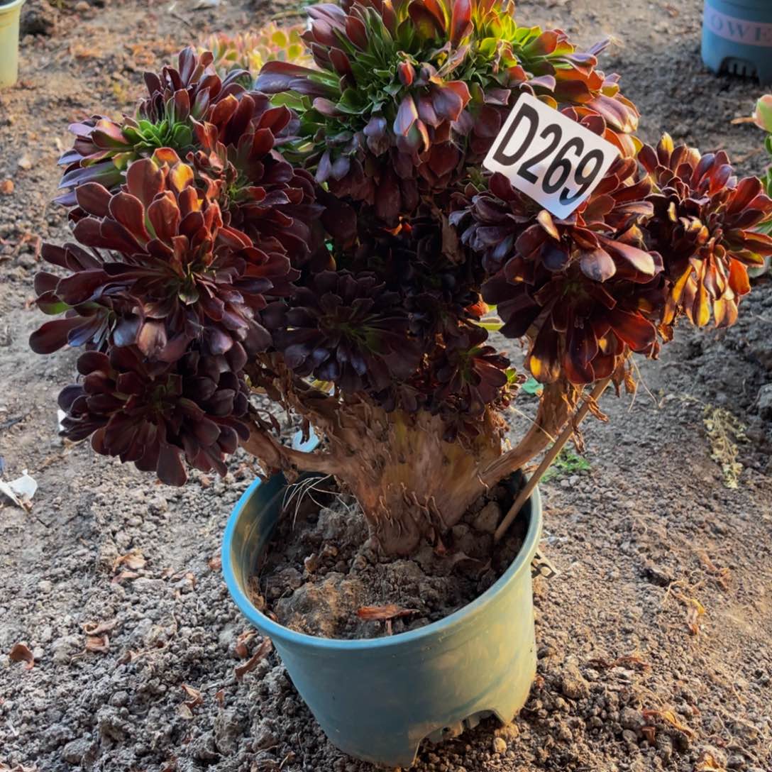 欧若拉法师28/////39