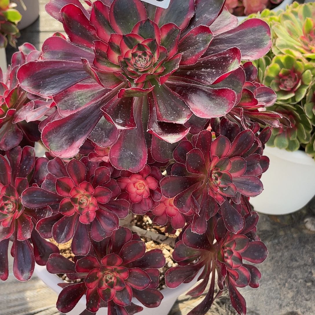 油***菜暖暖法师173丽娜通过哈哈回家