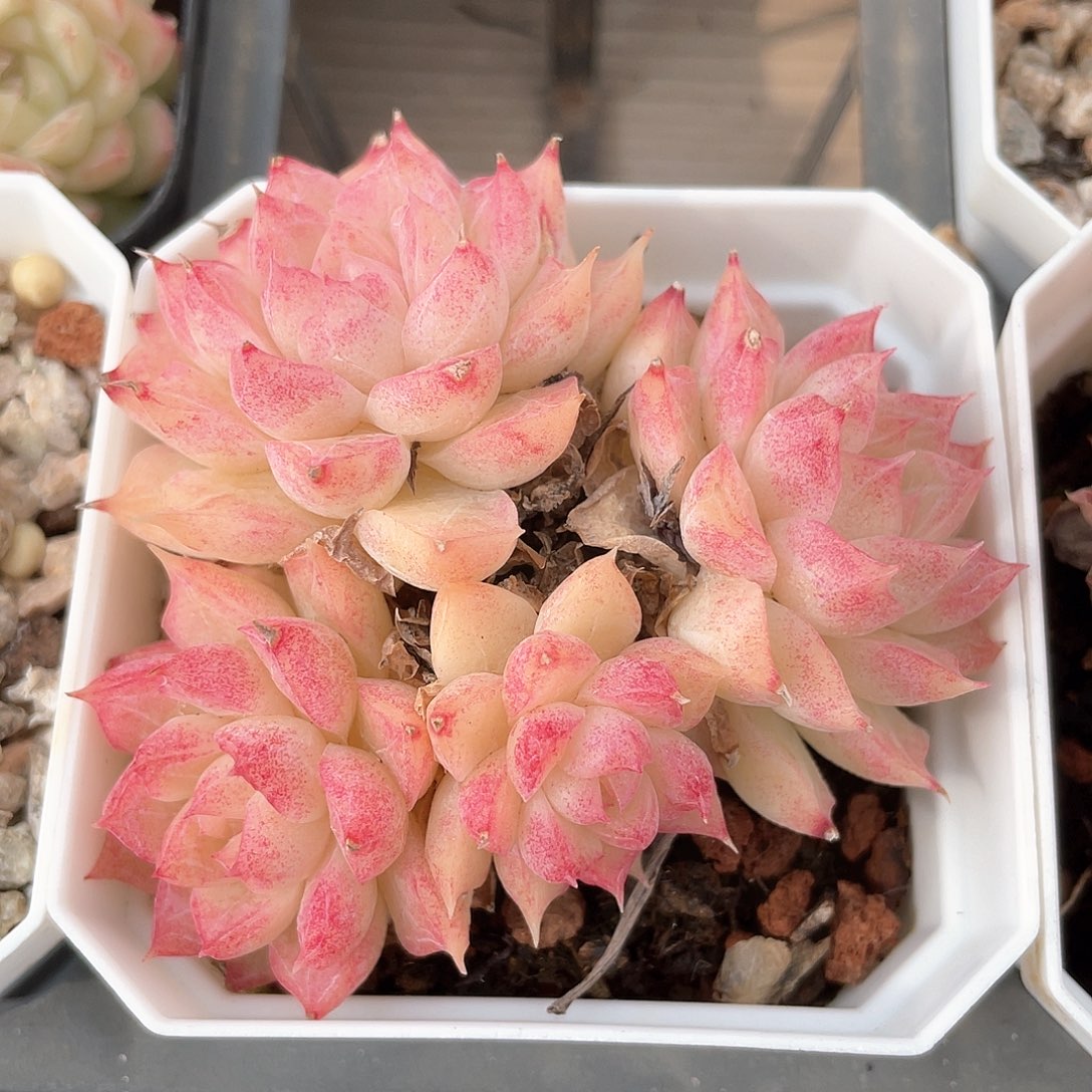 优选女王福利8985