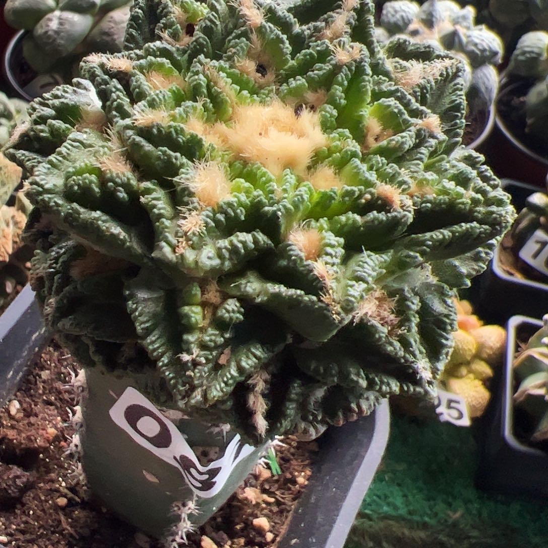 无花朵福利隔尤辛顿牡丹081