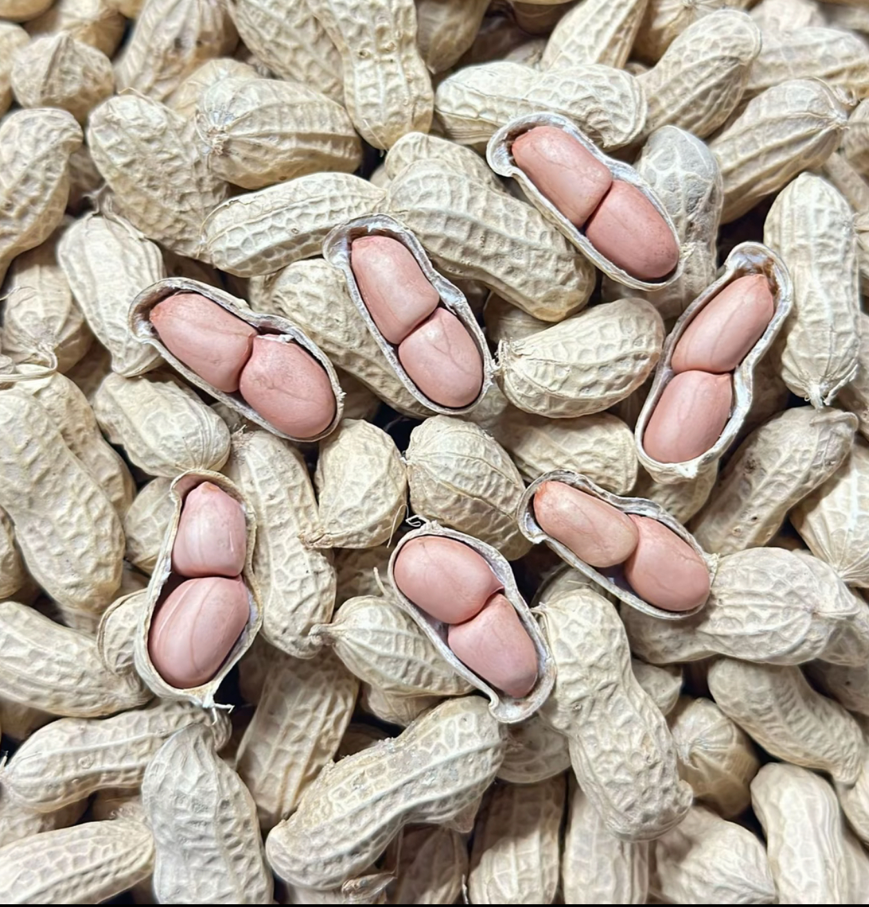 (农村好货）湖南邵阳农村阳光本地花生带壳花生带壳干花生美食