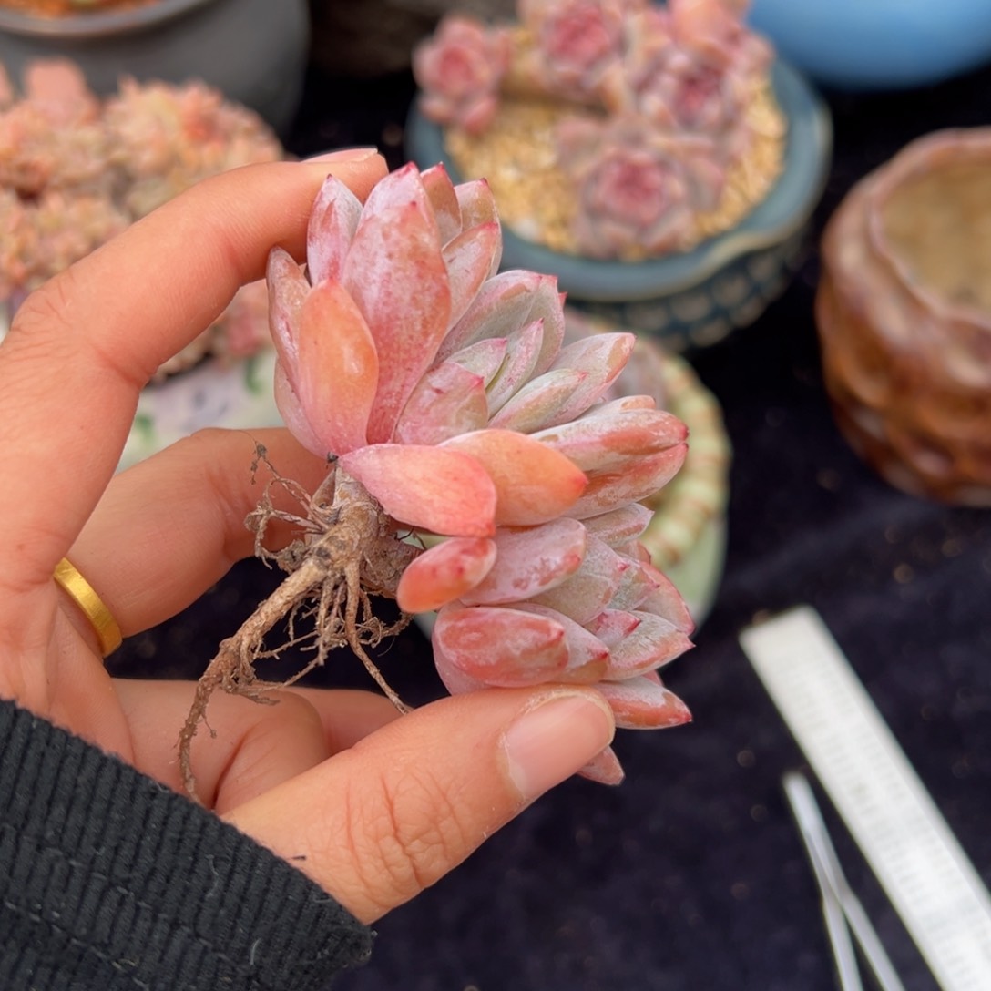 新年快乐 新年快乐