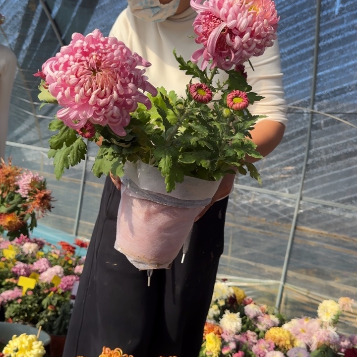 胡***角完全开放新品未知