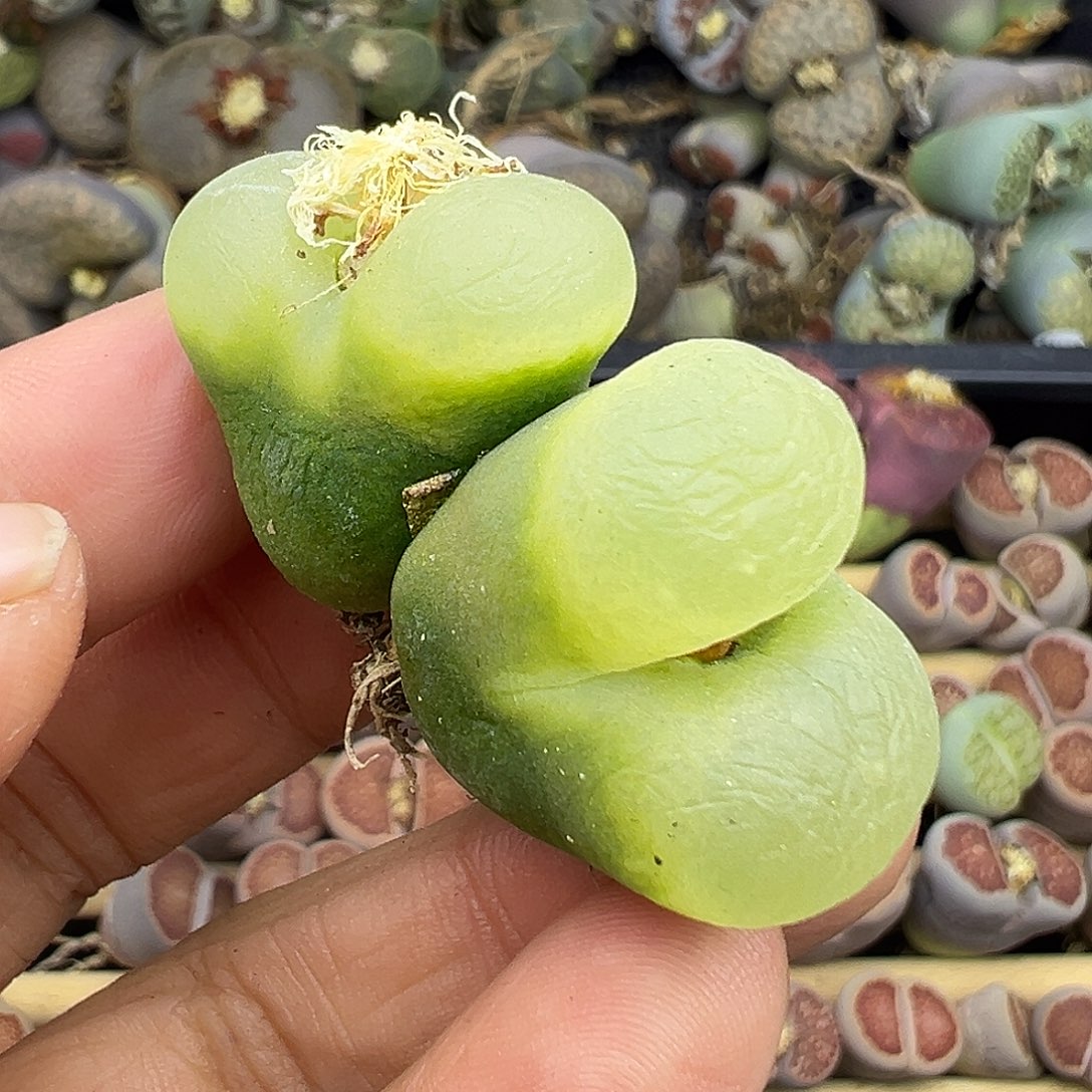 肉锥清货价格不需参考