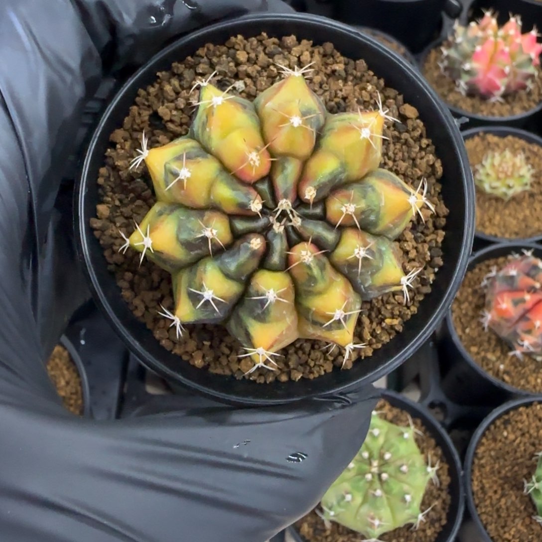 泰系实生乌贼B带盆土发货