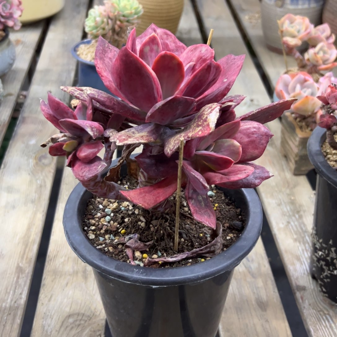 钻石锦28 零零多肉植物