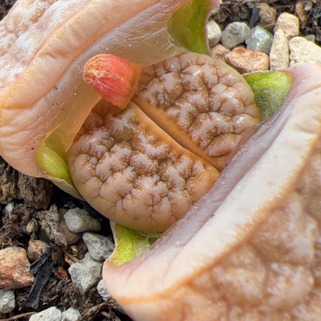 0650号 拿铁多肉植物