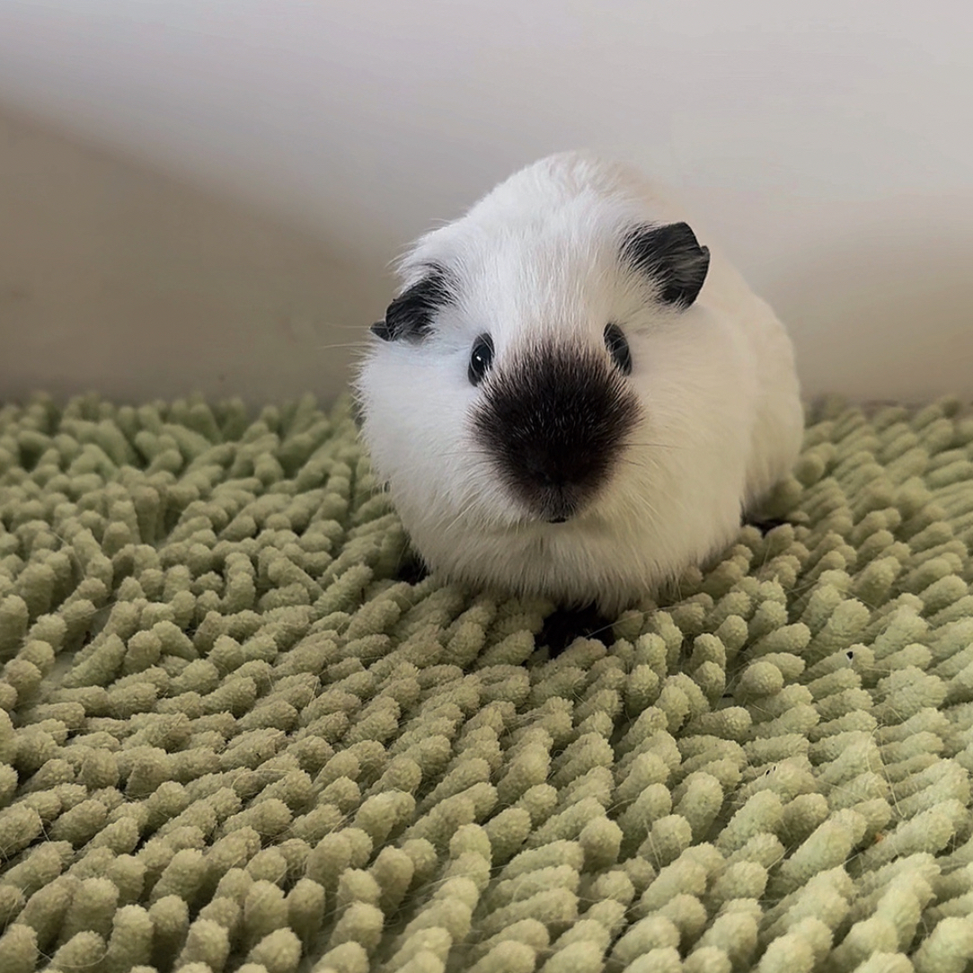 白加州荷兰猪豚鼠妹妹八黑无暇京东包邮