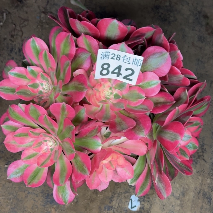 842女巫多肉植物