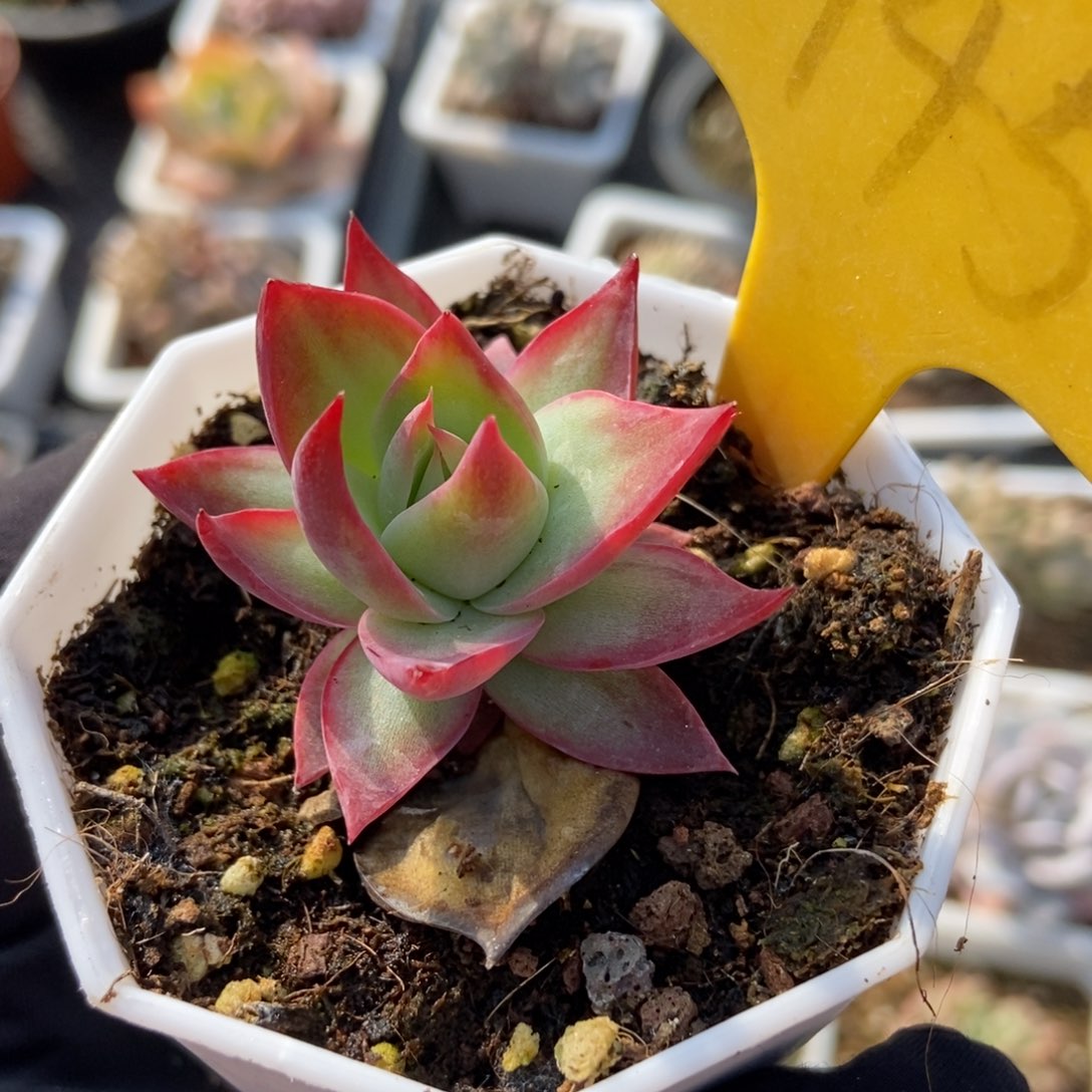 1945惊鸿仙子多肉植物