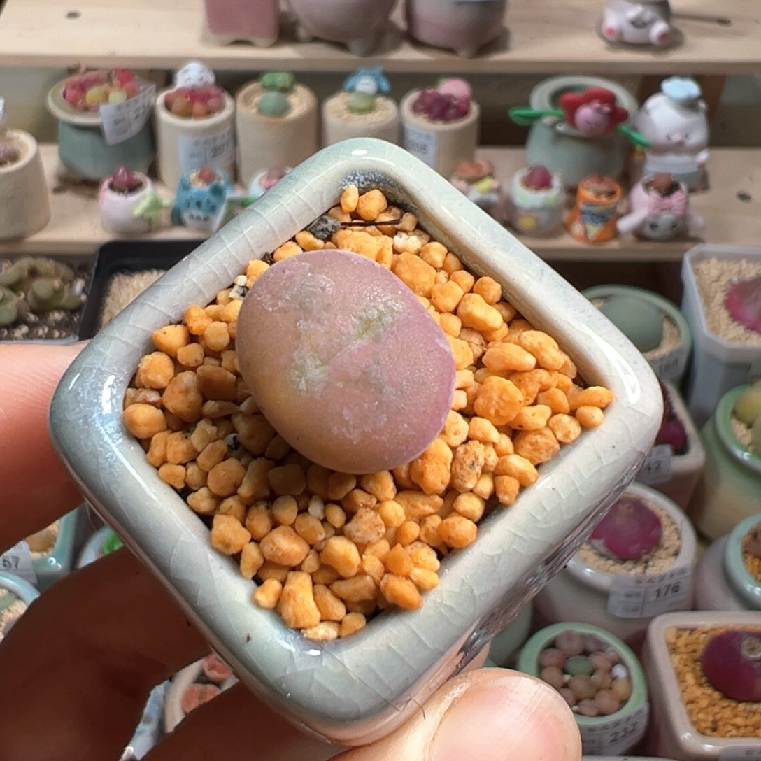 多肉植物257号空卡佛