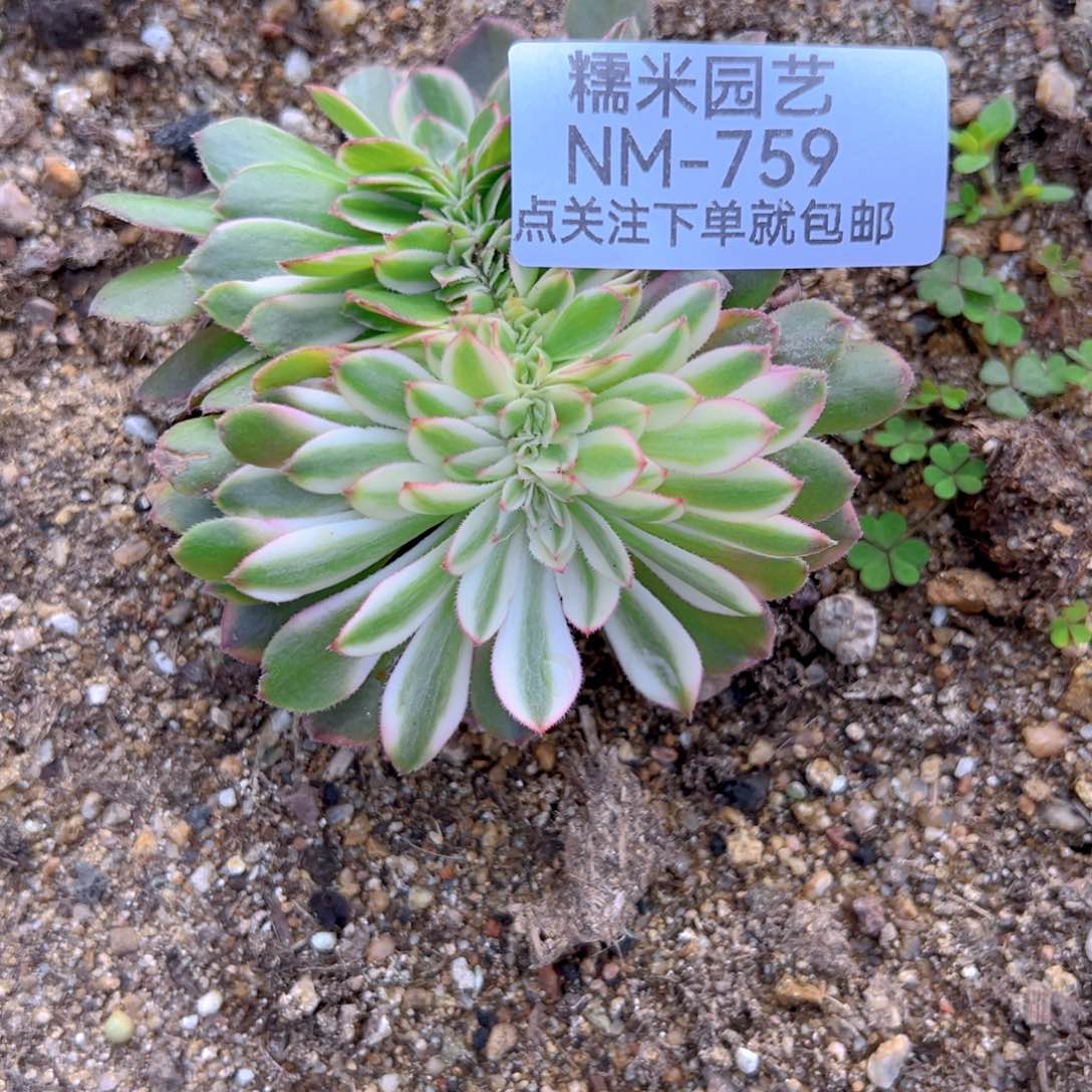 海王缀多肉植物759