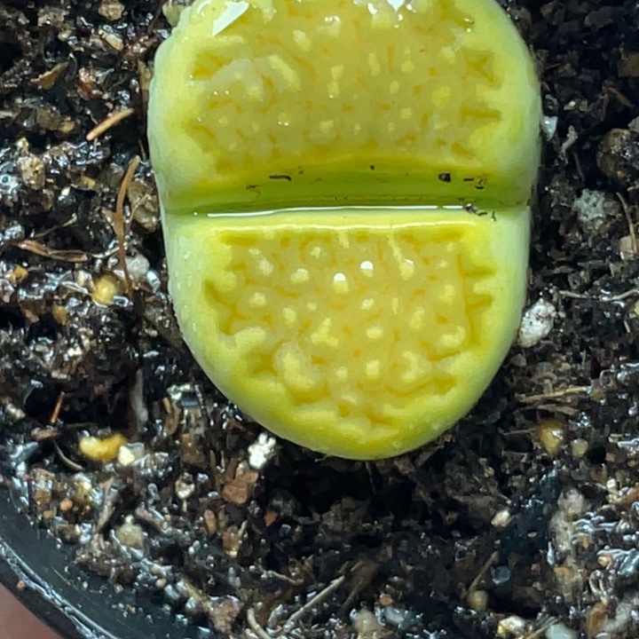 完全开放641黄巴厘dp