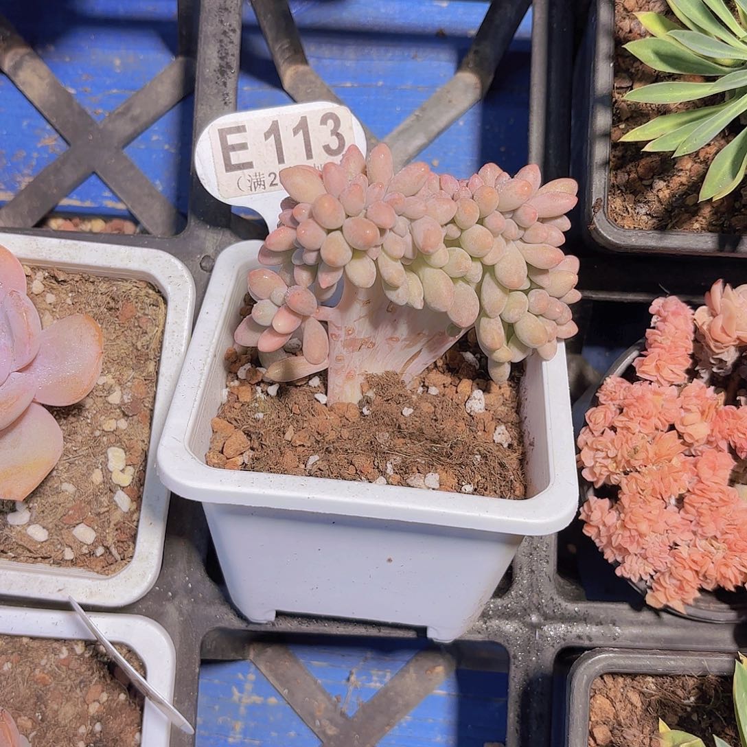 E113桃花奶缀一物一拍