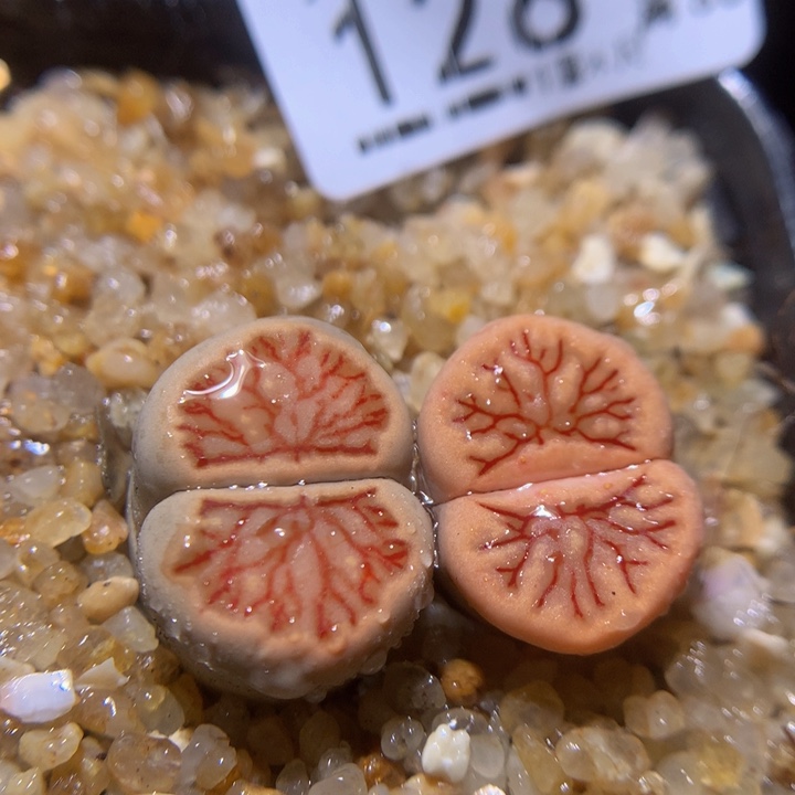 精品生石花214.128