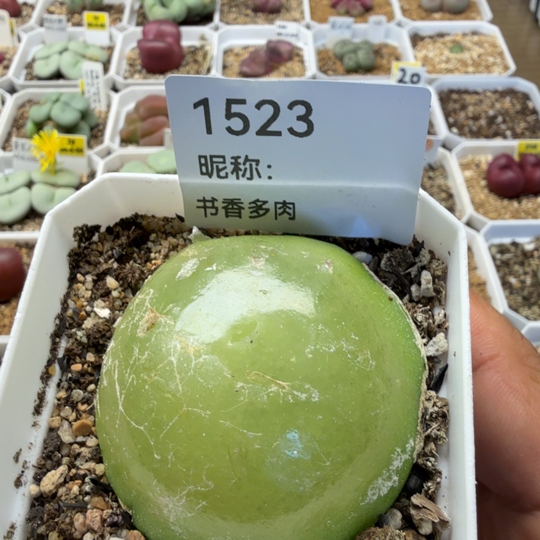 开***心不红的灯泡多肉植物