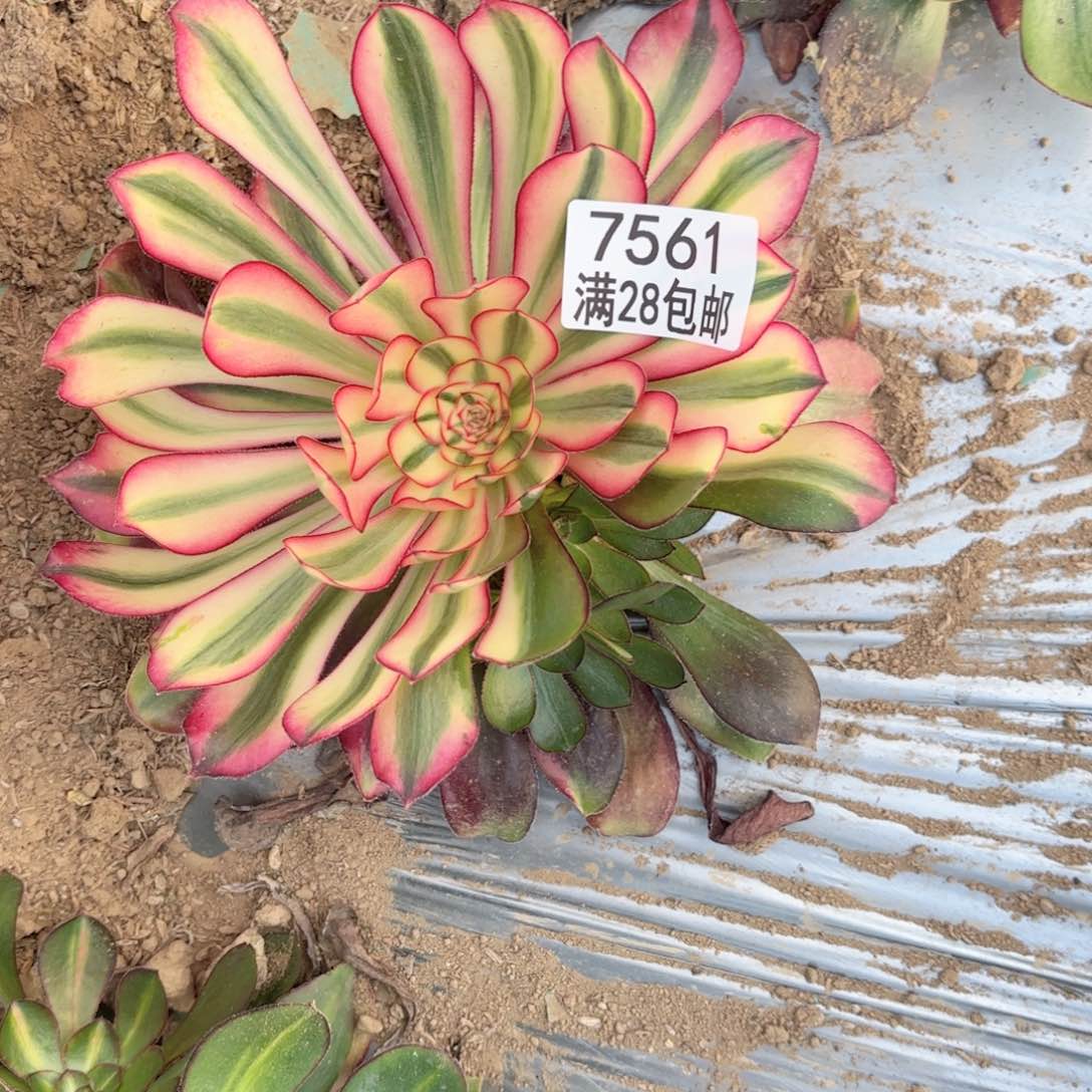 F. 7561香奈儿多肉